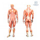 Перкуссионный ручной массажер Medica+ MassHand Pro 6.0