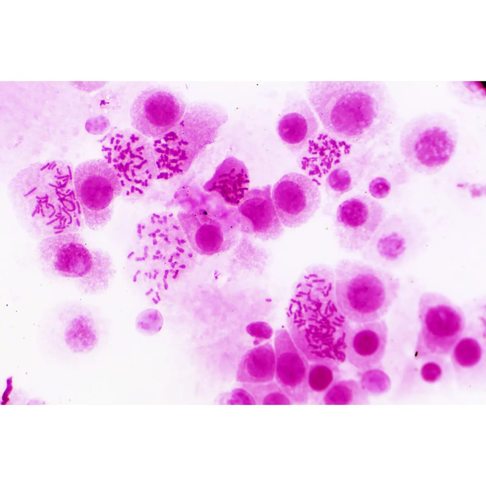 Набір мікропрепаратів Bresser Histology 30 шт (5985000)