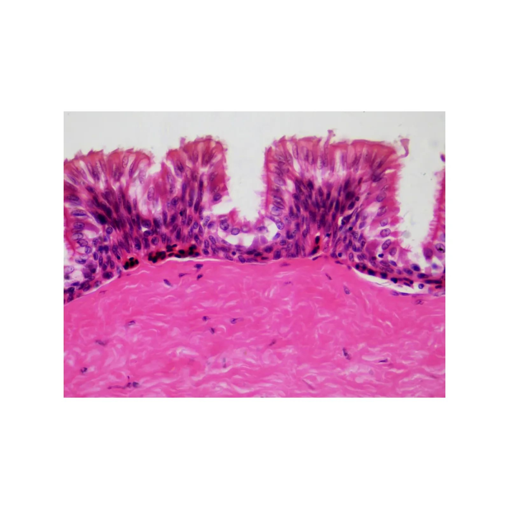 Набір мікропрепаратів Bresser Histology 30 шт (5985000)