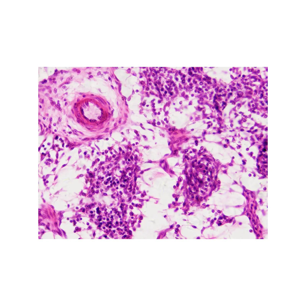 Набір мікропрепаратів Bresser Histology 30 шт (5985000)