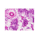 Набір мікропрепаратів Bresser Histology 30 шт (5985000)