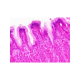 Набір мікропрепаратів Bresser Histology 30 шт (5985000)