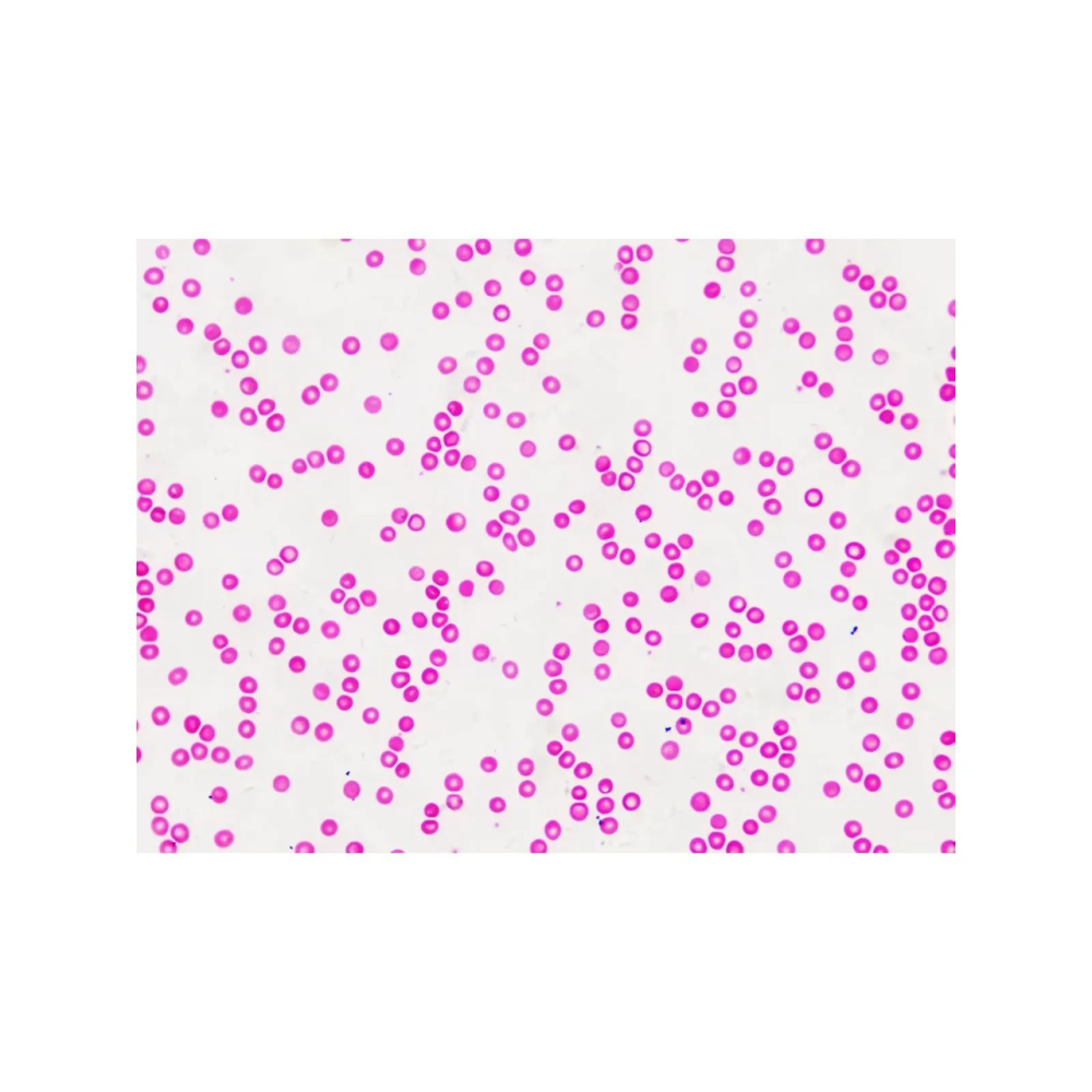 Набір мікропрепаратів Bresser Histology 30 шт (5985000)