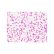 Набір мікропрепаратів Bresser Histology 30 шт (5985000)