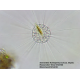 Мікроскоп Bresser Trino Researcher 40x-1000x (5723100)