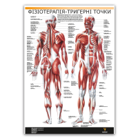 Плакат "Физиотерапия-триггерные точки" Медіспорт 71 см х 100 см (1 плакат)