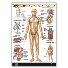 Плакат "Лімфатична система людини" Медіспорт 71 см х 100 см (1 плакат)