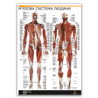 Плакат "Мышечная система человека" (разрез мышц) Медіспорт 60 см х 84 см (1 плакат)