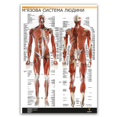 Плакат "М'язова система людини" (розріз м'язів) Медіспорт 60 см х 84 см (1 плакат)