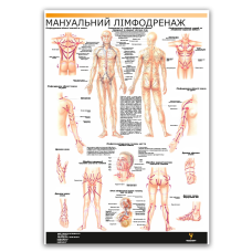 Плакат "Мануальний лімфодренаж" Медіспорт 60 см х 84 см (1 плакат)
