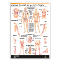 Плакат "Мануальный лимфодренаж" Медіспорт 71 см х 100 см (1 плакат)