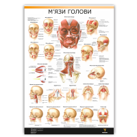 Плакат "М'язи голови" Медіспорт 30 см х 42 см (1 плакат)