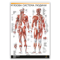 Плакат "М'язова система людини" Медіспорт 60 см х 84 см (1 плакат)