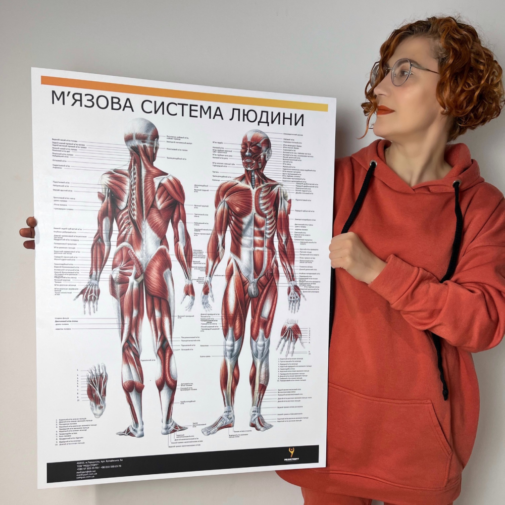 Плакат "М'язова система людини" Медіспорт 60 см х 84 см (1 плакат)