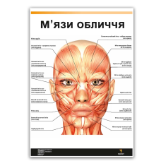 Плакат "М'язи обличчя" Медіспорт 60 см х 84 см (1 плакат)