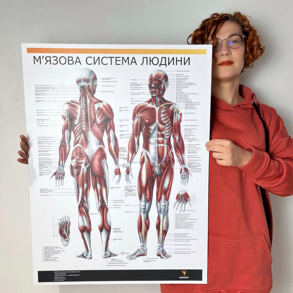 Плакат "М'язова система людини" Медіспорт 71 см х 100 см (1 плакат)